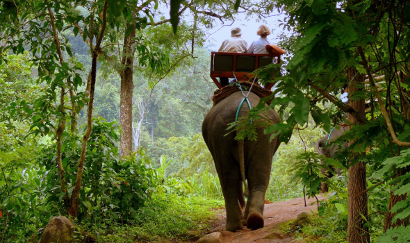 СОЛЛЕРС – это Слон: «в джунглях нет дорог, и все звери ждут, когда пройдет слон»